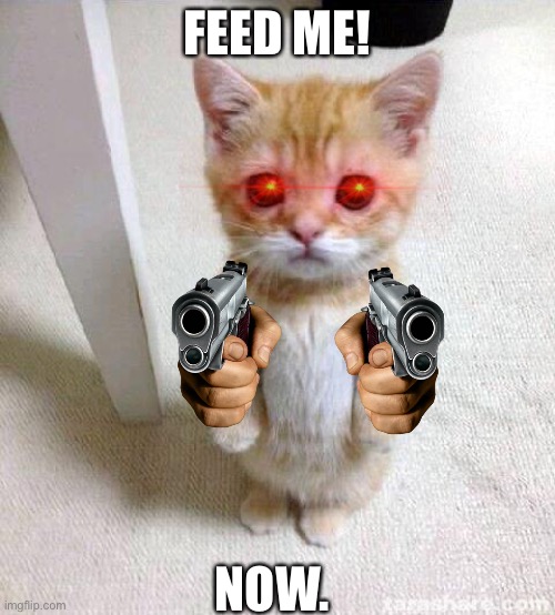 He want the food | FEED ME! NOW. | image tagged in memes,cute cat,guns,evil,cat,funny | made w/ Imgflip meme maker