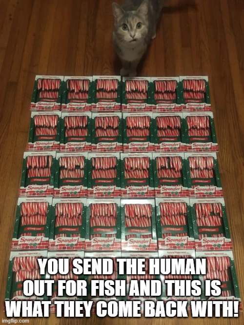 Where's the Fish? | YOU SEND THE HUMAN OUT FOR FISH AND THIS IS WHAT THEY COME BACK WITH! | image tagged in grumpy cat,candy cane | made w/ Imgflip meme maker