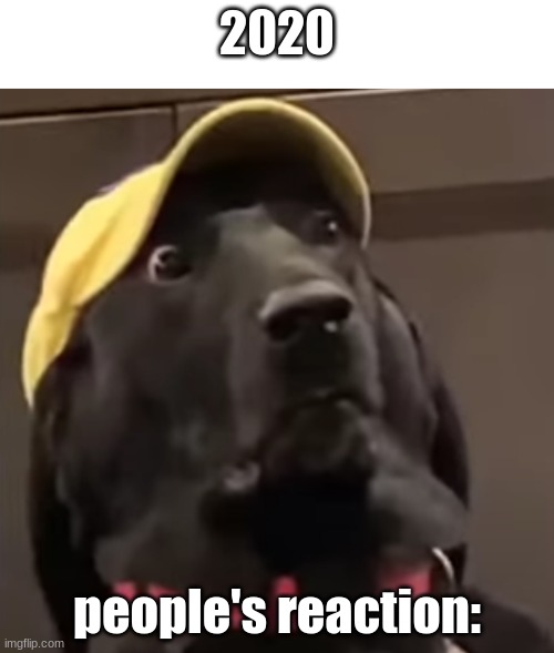 People's Reaction to the 2020s be like | 2020; people's reaction: | image tagged in a very concerned dog | made w/ Imgflip meme maker