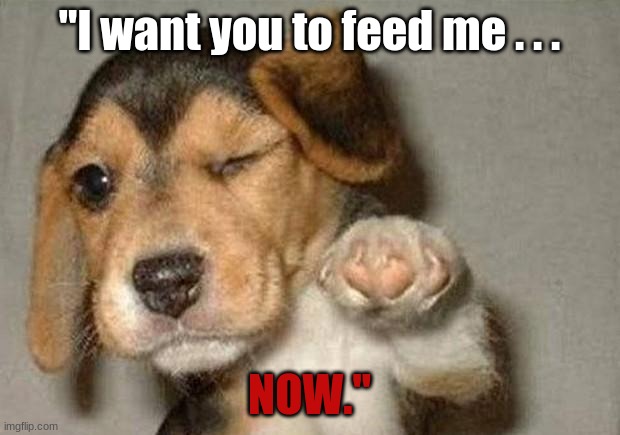 Uncle Sam Dog | "I want you to feed me . . . NOW." | image tagged in winking dog | made w/ Imgflip meme maker