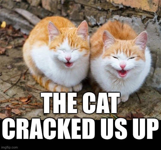 THE CAT CRACKED US UP | made w/ Imgflip meme maker