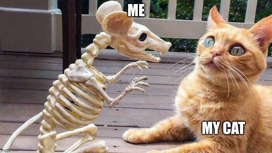 me with my cats | ME; MY CAT | image tagged in cat and the rat | made w/ Imgflip meme maker