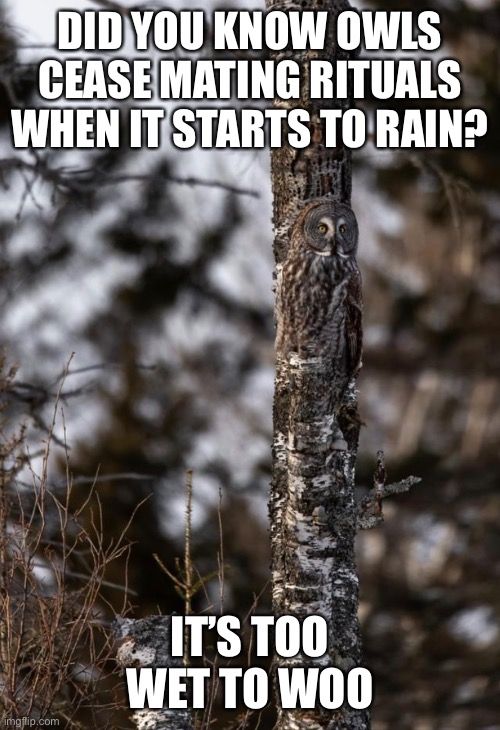 Too wet to woo | DID YOU KNOW OWLS CEASE MATING RITUALS WHEN IT STARTS TO RAIN? IT’S TOO WET TO WOO | image tagged in owl | made w/ Imgflip meme maker