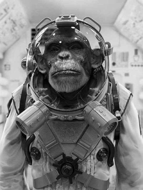 Astronaut Monkey Blank Meme Template