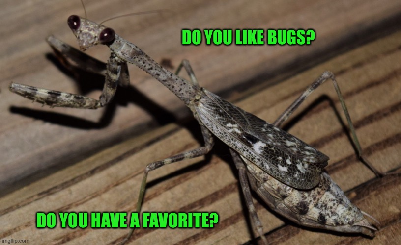 Like entomology much? | DO YOU LIKE BUGS? DO YOU HAVE A FAVORITE? | image tagged in bugs,think | made w/ Imgflip meme maker