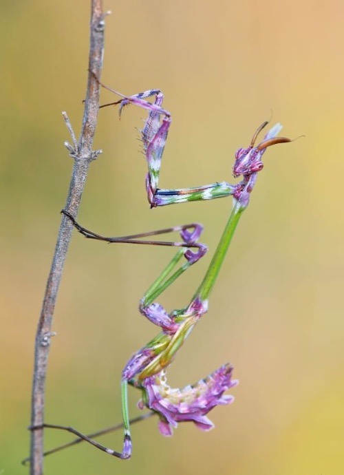 Mantis. Photo credit: Romano Petesic | image tagged in awesome,pics,photography | made w/ Imgflip meme maker