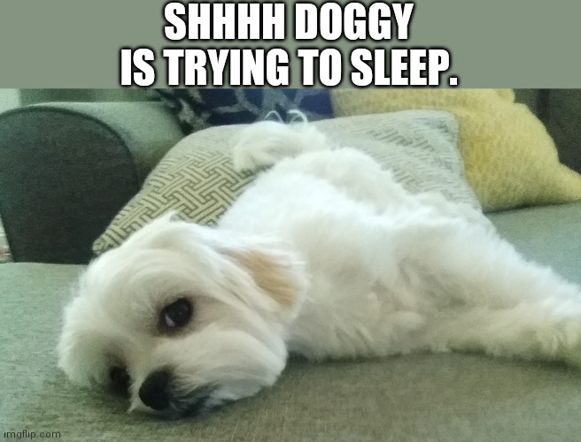 He looks very comfortable | SHHHH DOGGY IS TRYING TO SLEEP. | made w/ Imgflip meme maker