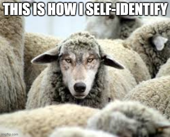 Trans-Sheep | THIS IS HOW I SELF-IDENTIFY | image tagged in trans-sheep | made w/ Imgflip meme maker