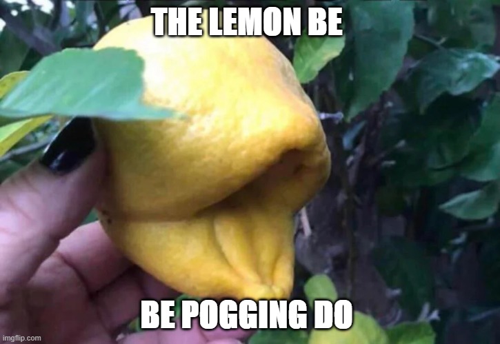 pog lemon | THE LEMON BE; BE POGGING DO | image tagged in the lemon is pogging | made w/ Imgflip meme maker