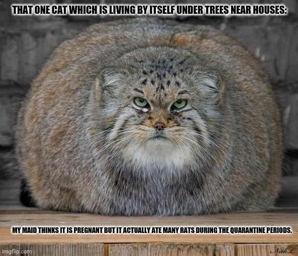 Fat Cats Exercise | THAT ONE CAT WHICH IS LIVING BY ITSELF UNDER TREES NEAR HOUSES:; MY MAID THINKS IT IS PREGNANT BUT IT ACTUALLY ATE MANY RATS DURING THE QUARANTINE PERIODS. | image tagged in memes,fat cats exercise,epidemic | made w/ Imgflip meme maker