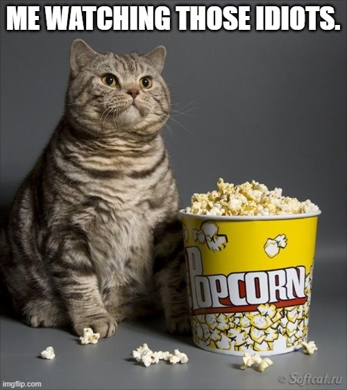 Cat eating popcorn | ME WATCHING THOSE IDIOTS. | image tagged in cat eating popcorn | made w/ Imgflip meme maker