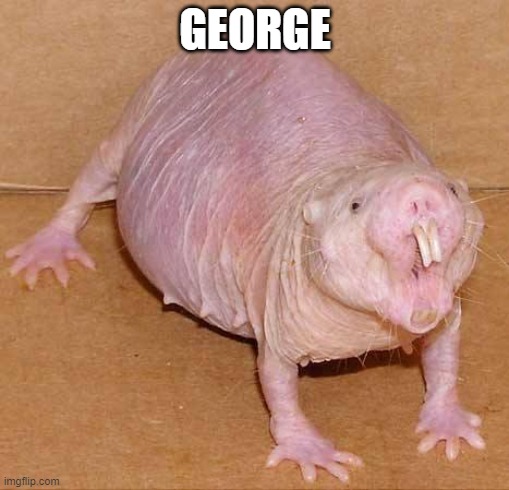 George | GEORGE | image tagged in naked mole rat | made w/ Imgflip meme maker