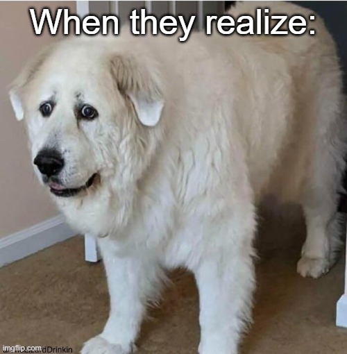 scared dog | When they realize: | image tagged in scared dog | made w/ Imgflip meme maker