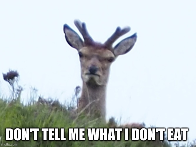 furious deer | DON'T TELL ME WHAT I DON'T EAT | image tagged in furious deer | made w/ Imgflip meme maker