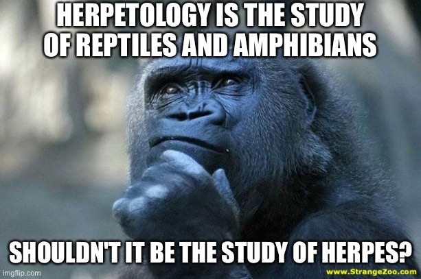 Herpetology is the study of reptiles and amphibians | HERPETOLOGY IS THE STUDY OF REPTILES AND AMPHIBIANS; SHOULDN'T IT BE THE STUDY OF HERPES? | image tagged in deep thoughts,funny,meme,memes,funny memes,funny meme | made w/ Imgflip meme maker