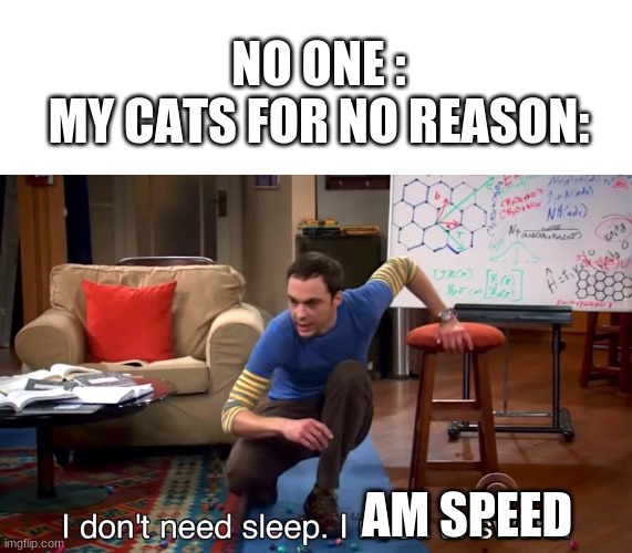 I Don't Need Sleep. I Need Answers | NO ONE :
MY CATS FOR NO REASON:; AM SPEED | image tagged in i don't need sleep i need answers | made w/ Imgflip meme maker