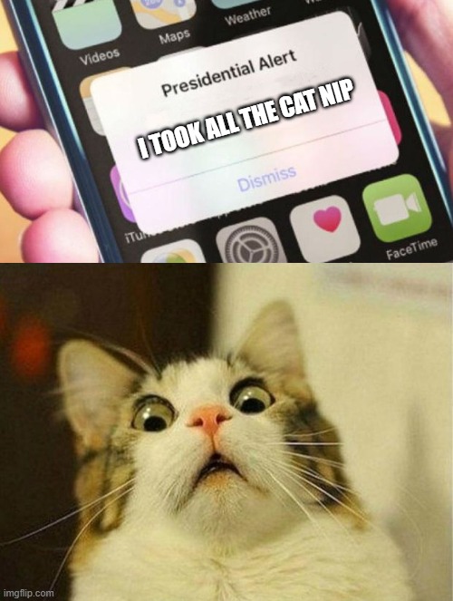no more cat nip | I TOOK ALL THE CAT NIP | image tagged in memes,presidential alert,scared cat | made w/ Imgflip meme maker