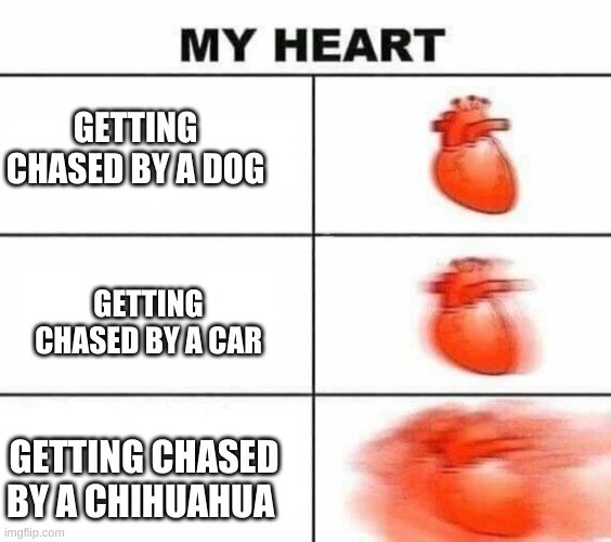 they are so scary | GETTING CHASED BY A DOG; GETTING CHASED BY A CAR; GETTING CHASED BY A CHIHUAHUA | image tagged in my heart blank | made w/ Imgflip meme maker