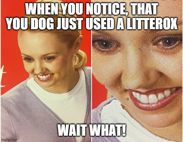 WAIT WHAT? | WHEN YOU NOTICE, THAT YOU DOG JUST USED A LITTEROX; WAIT WHAT! | image tagged in wait what | made w/ Imgflip meme maker