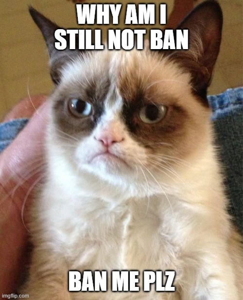 ban plz | WHY AM I STILL NOT BAN; BAN ME PLZ | image tagged in memes,grumpy cat | made w/ Imgflip meme maker