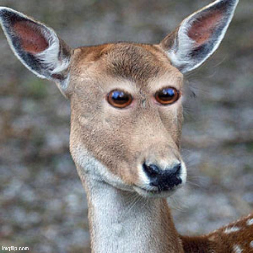 Oh deer | image tagged in oh deer | made w/ Imgflip meme maker