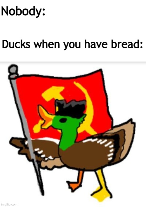 Communist duck | Nobody:; Ducks when you have bread: | image tagged in communism,funny memes,duck | made w/ Imgflip meme maker