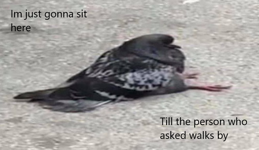 High Quality Pigeon will wait to find who asked. Blank Meme Template