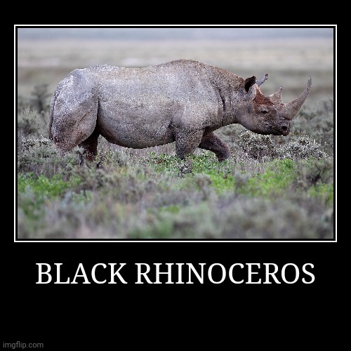 Black Rhinoceros | image tagged in demotivationals,rhinoceros | made w/ Imgflip demotivational maker