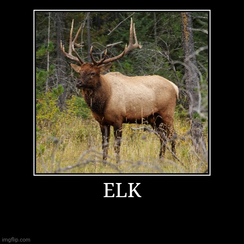 Elk | image tagged in demotivationals,elk | made w/ Imgflip demotivational maker