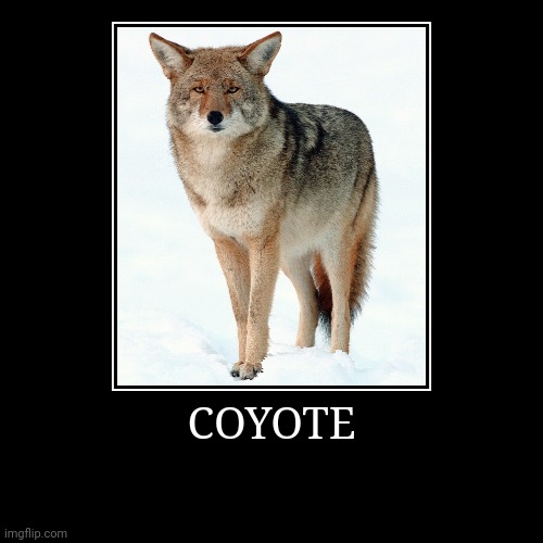 Coyote | image tagged in demotivationals,coyote | made w/ Imgflip demotivational maker