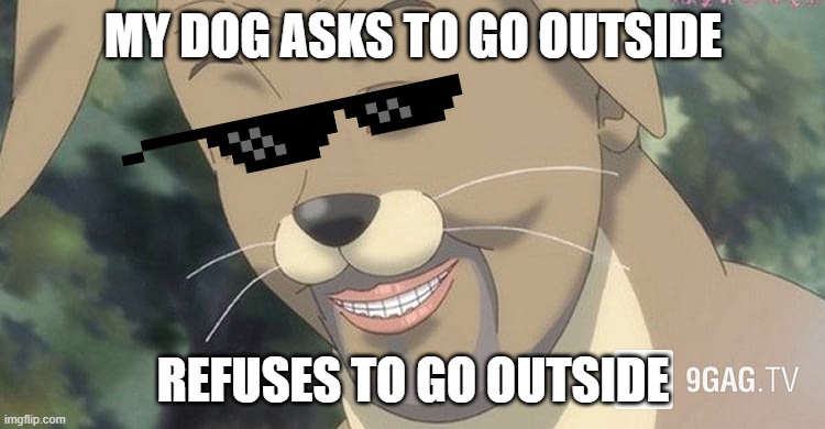 Weird anime hentai furry | MY DOG ASKS TO GO OUTSIDE; REFUSES TO GO OUTSIDE | image tagged in weird anime hentai furry,dog,anime,troll | made w/ Imgflip meme maker