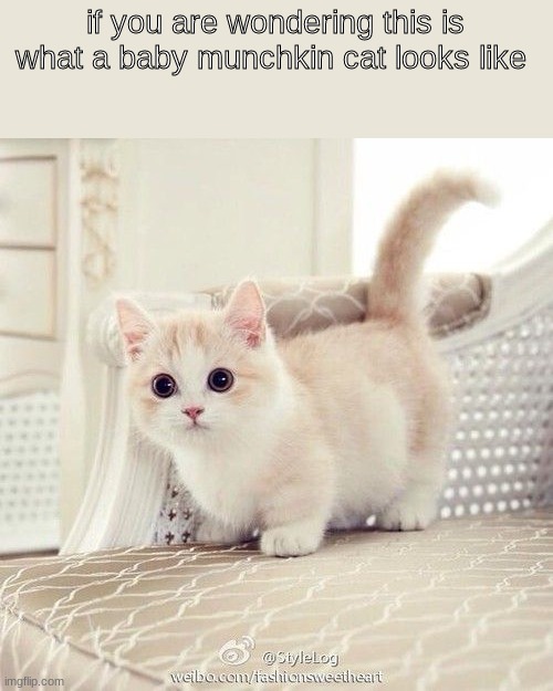 look at this | if you are wondering this is what a baby munchkin cat looks like | image tagged in cats | made w/ Imgflip meme maker
