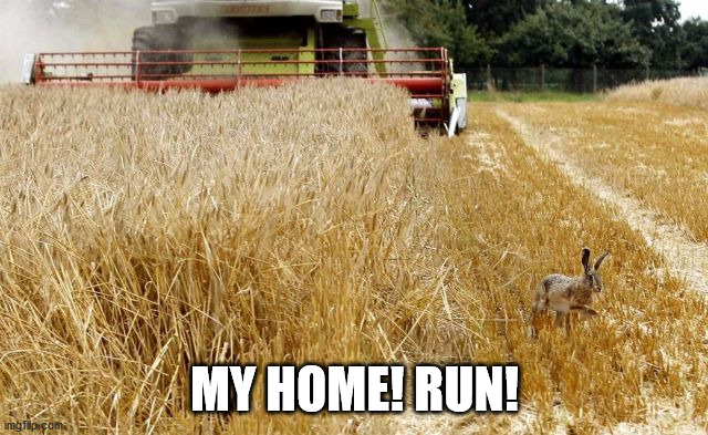 MY HOME! RUN! | image tagged in bunnies | made w/ Imgflip meme maker