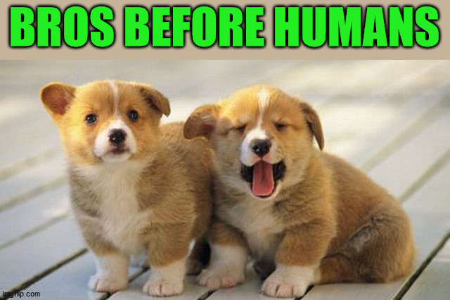 BROS BEFORE HUMANS | image tagged in dogs | made w/ Imgflip meme maker