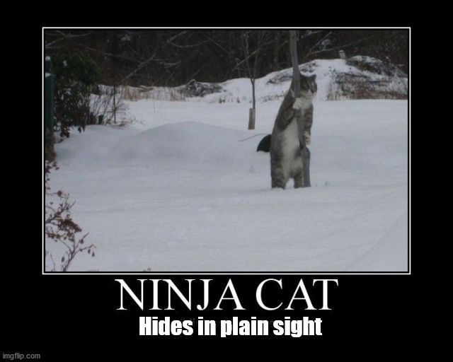 Hides in plain sight | image tagged in cats | made w/ Imgflip meme maker