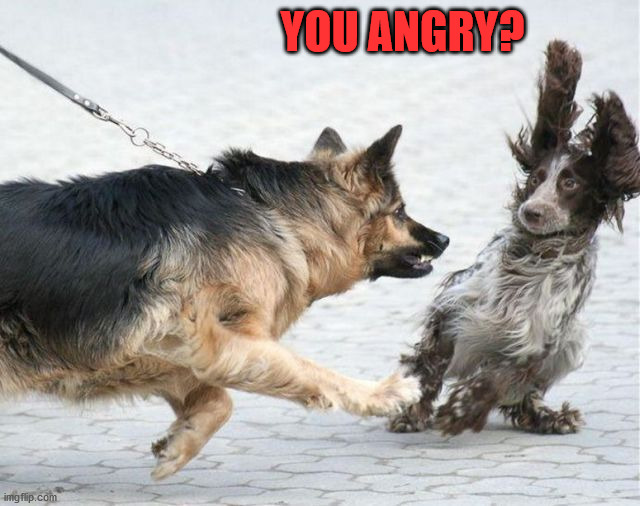 YOU ANGRY? | image tagged in dogs | made w/ Imgflip meme maker