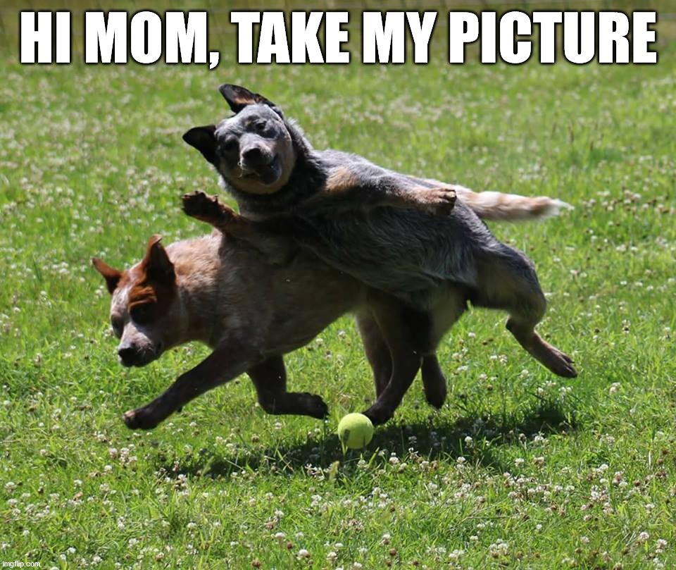 HI MOM, TAKE MY PICTURE | image tagged in dogs | made w/ Imgflip meme maker