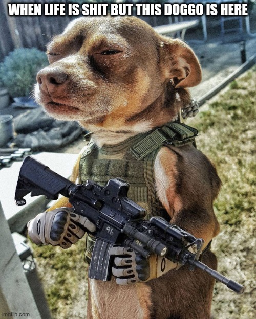 D-day Doggo | WHEN LIFE IS SHIT BUT THIS DOGGO IS HERE | image tagged in d-day doggo | made w/ Imgflip meme maker