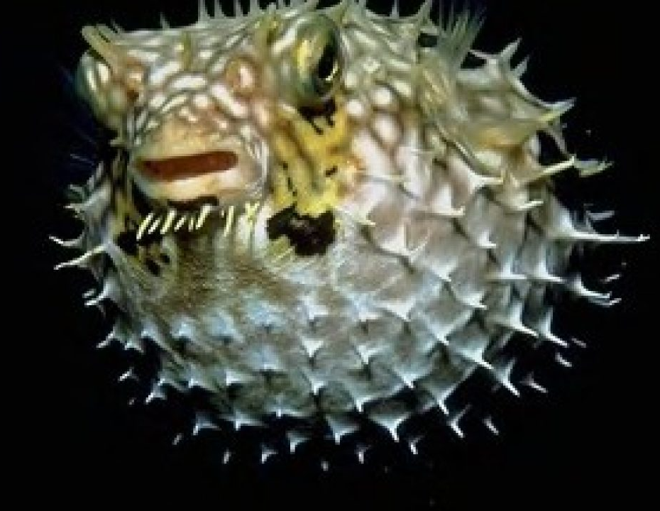 High Quality Aggressive Puffer Fish Blank Meme Template