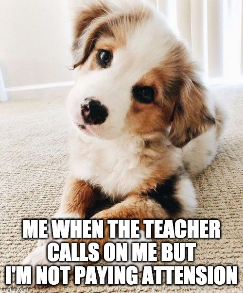 ME WHEN THE TEACHER CALLS ON ME BUT I'M NOT PAYING ATTENSION | image tagged in dogs | made w/ Imgflip meme maker