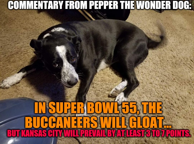 Pepper the Wonder dog | COMMENTARY FROM PEPPER THE WONDER DOG:; IN SUPER BOWL 55, THE BUCCANEERS WILL GLOAT... BUT KANSAS CITY WILL PREVAIL BY AT LEAST 3 TO 7 POINTS. | image tagged in pets | made w/ Imgflip meme maker