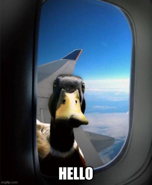 Duck on plane wing | HELLO | image tagged in duck on plane wing | made w/ Imgflip meme maker