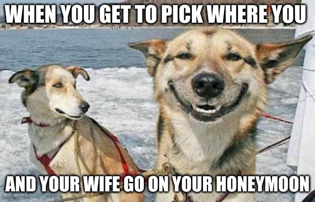 Original Stoner Dog Meme | WHEN YOU GET TO PICK WHERE YOU; AND YOUR WIFE GO ON YOUR HONEYMOON | image tagged in memes,original stoner dog | made w/ Imgflip meme maker
