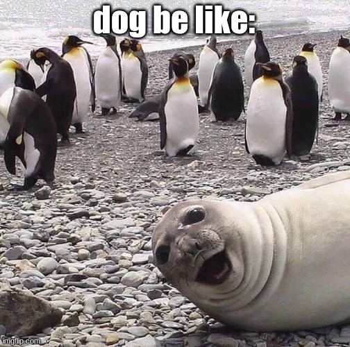 photo bomb | dog be like: | image tagged in photo bomb | made w/ Imgflip meme maker