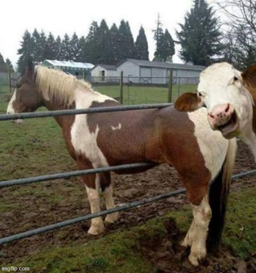 holy cow photo bomb | image tagged in holy cow photo bomb | made w/ Imgflip meme maker