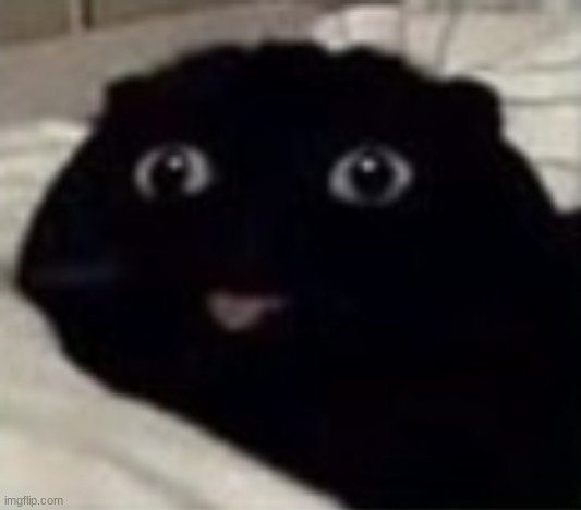 Cute funny black cat | image tagged in cute funny black cat | made w/ Imgflip meme maker