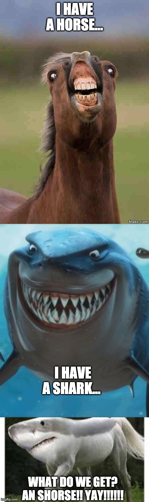Shorse | I HAVE A HORSE... I HAVE A SHARK... WHAT DO WE GET?
AN SHORSE!! YAY!!!!!! | image tagged in horse face,finding nemo sharks | made w/ Imgflip meme maker