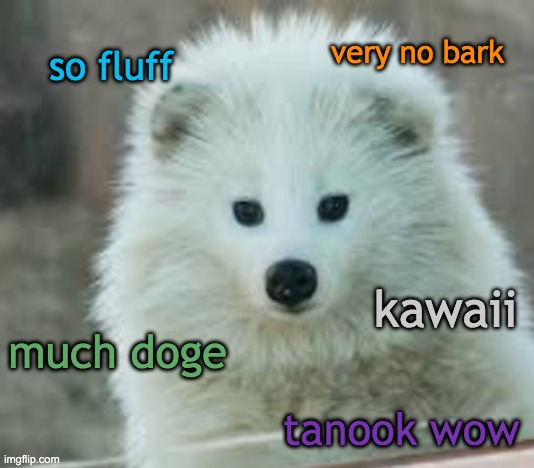 New Tanuki Template | very no bark; so fluff; kawaii; much doge; tanook wow | image tagged in tanuki doge,tanuki,doge | made w/ Imgflip meme maker