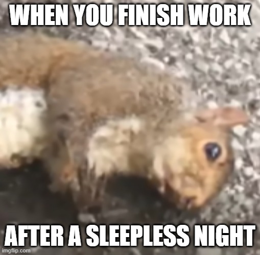 Tired squirrel | WHEN YOU FINISH WORK; AFTER A SLEEPLESS NIGHT | image tagged in squirrel | made w/ Imgflip meme maker