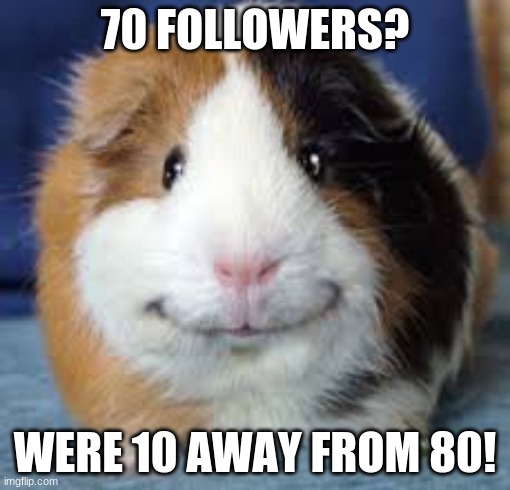 70 followers | 70 FOLLOWERS? WERE 10 AWAY FROM 80! | image tagged in guinea pig | made w/ Imgflip meme maker